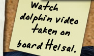 Click her to watch dolphin video